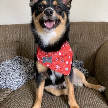 Doggi Dogi Spa - Happy Jax after his grooming experience at Doggi Dogi Spa. - Pet Groomers Near Me - Fullerton, California