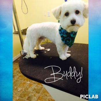Scruffy To Fluffy - Pet Groomers Near Me - Pearl River, New York Scruffy To Fluffy - Pet Groomers Near Me - Pearl River, New York