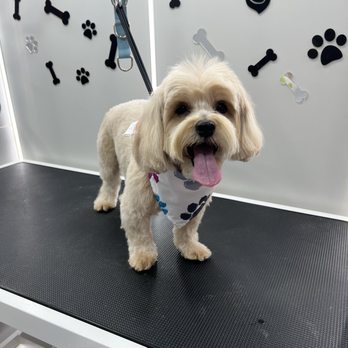 Mops Pet Services - Teddy saliendo de su sesión de Grooming - Pet Groomers Near Me Mops Pet Services - Teddy saliendo de su sesión de Grooming - Pet Groomers Near Me