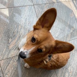 Where My Dogs At? Pet Spa Hotel Gift Greeting Cards Email