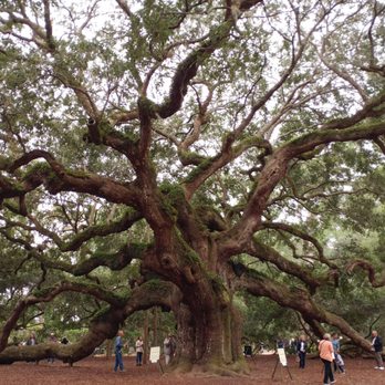 Angel Oak - Parks Near Me - Johns Island, South Carolina