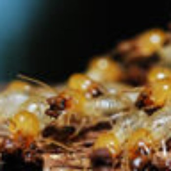 Protective Pest Control - Pest Control Near Me Protective Pest Control - Pest Control Near Me