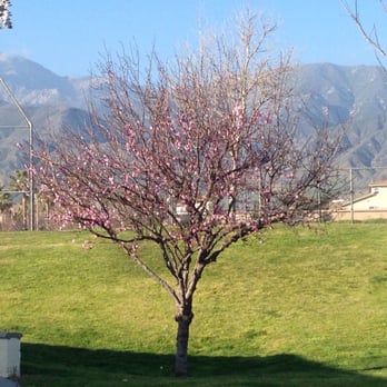 Day Creek Park - Beautiful pink flowers grow in the trees, during the Spring. (February 2015) - Parks Near Me - Rancho Cucamonga, California Day Creek Park - Beautiful pink flowers grow in the trees, during the Spring. (February 2015) - Parks Near Me - Rancho Cucamonga, California