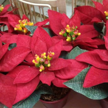San Diego Florist Supplies