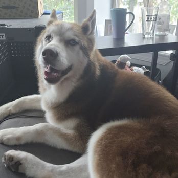 Pawgo - Chicago - Pet Groomers Near Me