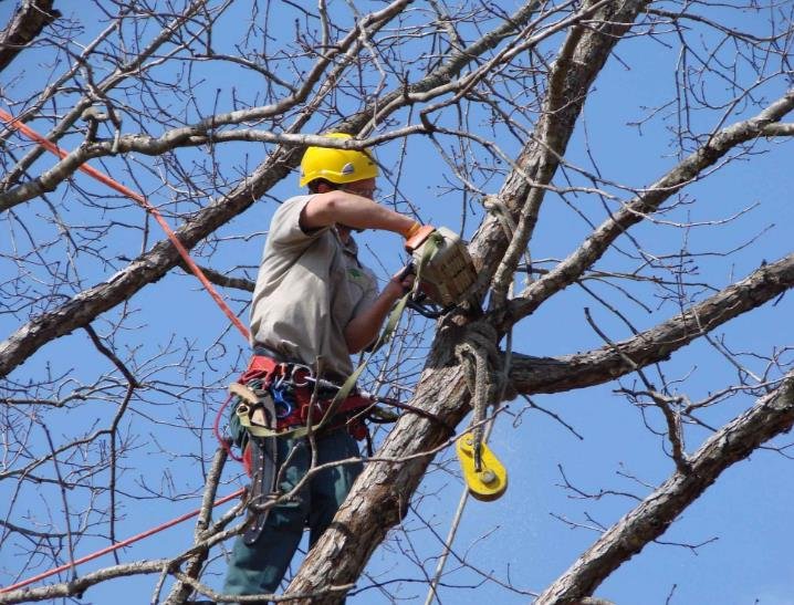 Shackleford Tree Service - tree service in Lithia Springs, GA