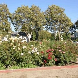 Dunne Park - Rose Garden (when tended)