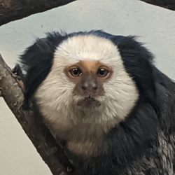 Zoologická a botanická zahrada města Plzně