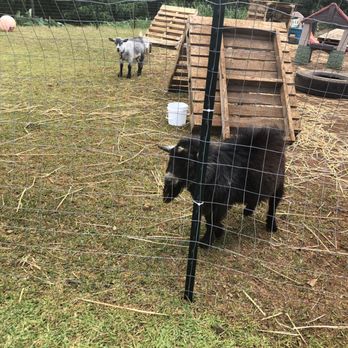 LAWRENCE Lovestock - MJ, the Goat! - Petting Zoos Near Me - Kahaluu, Hawaii