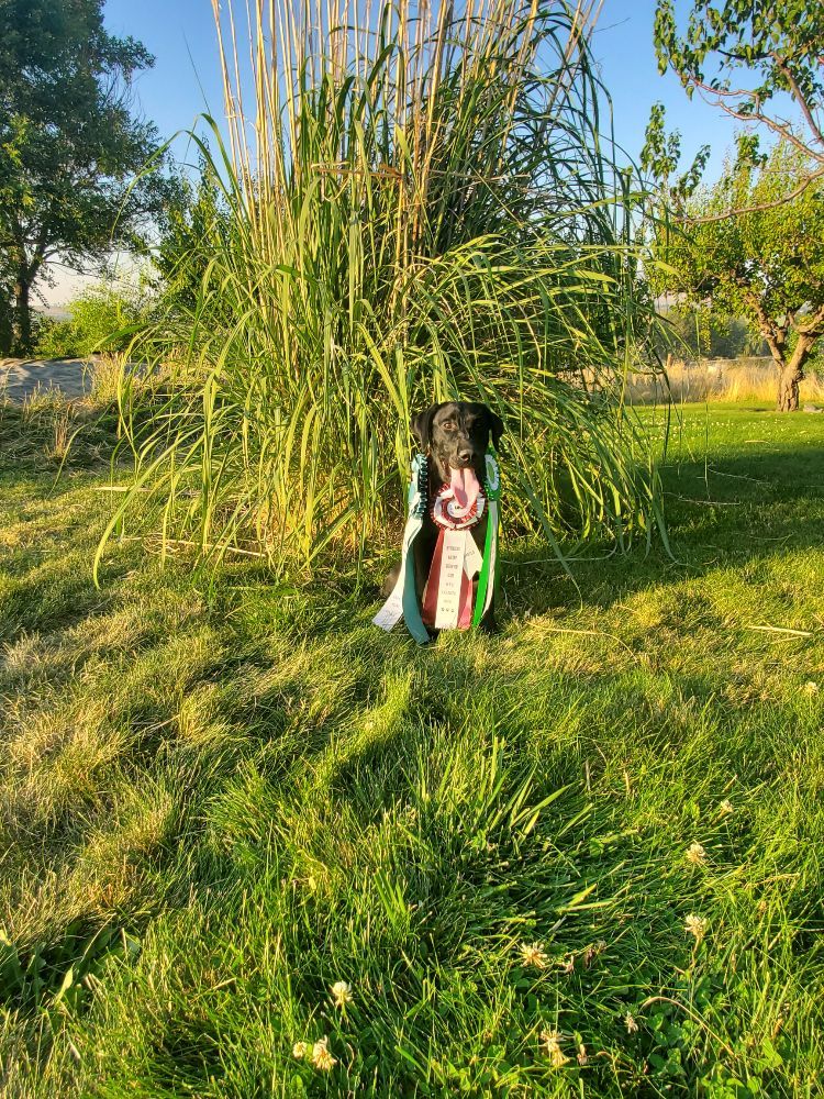 DUCK BUSTER KENNELS Updated September 2024 9739 Bill Burns Rd, Emmett, Idaho Pet Training