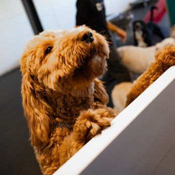 D Pet Hotels Arcadia - dog daycare - Pet Boarding Near Me - Phoenix, Arizona
