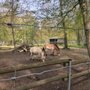 Photo of Tierpark Oberwald