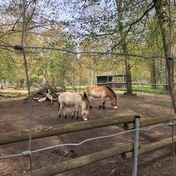 Tierpark Oberwald