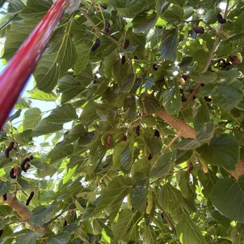 Very Mulberry - First time mulberry picking/trying mulberries! They were so sweet - Pick Your Own Farms Near Me - Brentwood, California Very Mulberry - First time mulberry picking/trying mulberries! They were so sweet - Pick Your Own Farms Near Me - Brentwood, California