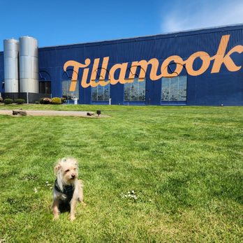 Tillamook Creamery - Dog friendly outdoor area, but no dogs allowed inside - Cheese Shops Near Me - Tillamook, Oregon