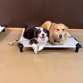 all dogs unleashed prices