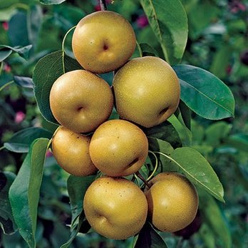 Restoring Eden - Shinseiki Asian Pear - Nurseries & Gardening Near Me - Seattle, Washington Restoring Eden - Shinseiki Asian Pear - Nurseries & Gardening Near Me - Seattle, Washington