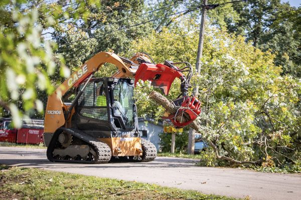 TREE WISE MEN - Updated June 2026 - 72 Photos - 4332 E County Rd O ...