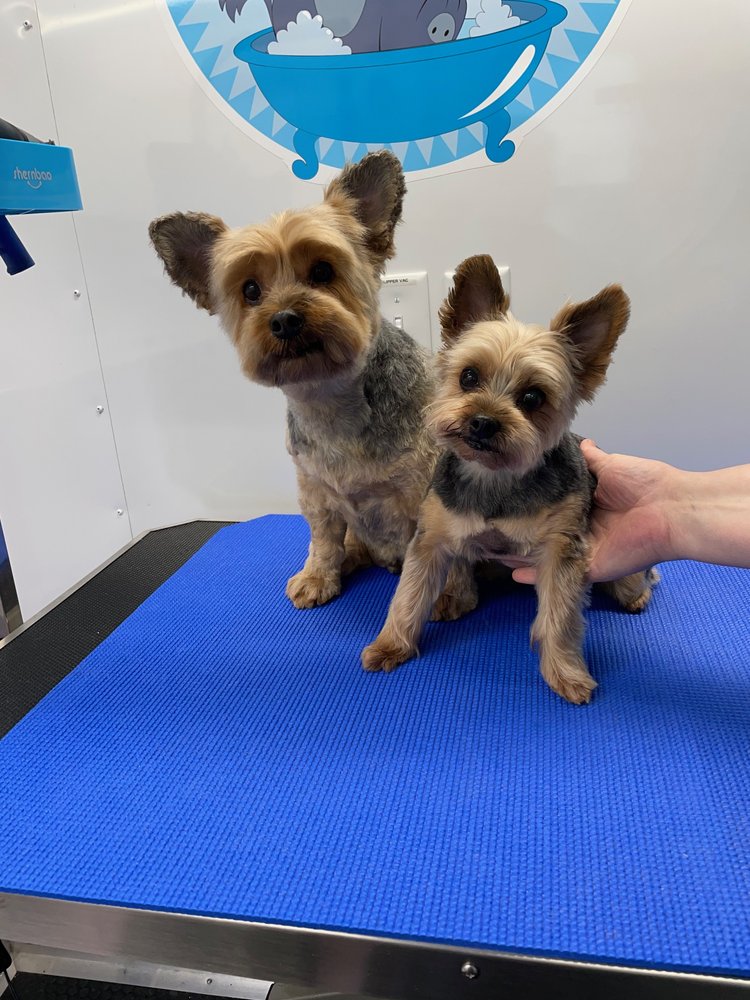 SO FINE K9 MOBILE DOG GROOMING Updated August 2024 Clermont