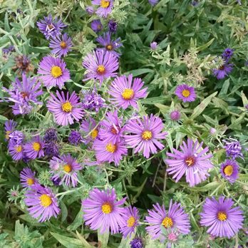 Green Spring Gardens - Asters abuzz with pollinator bees - Botanical Gardens Near Me - Alexandria, Virginia