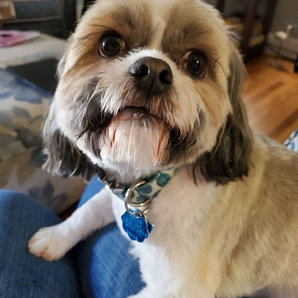 PetSmart - Pet Stores Near Me - Colonial Heights, Virginia