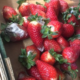 3 boxes of organic strawberries for $2 because there's organic mold everywhere
