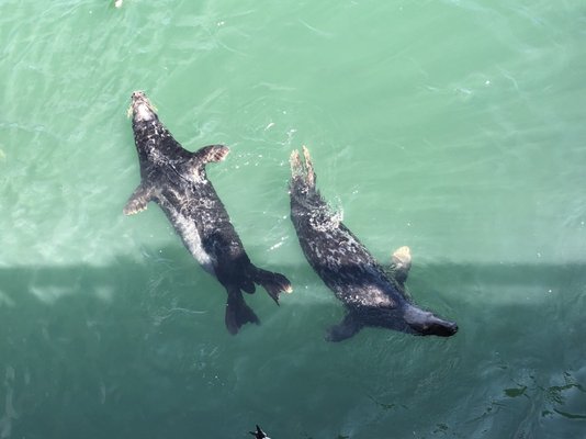 AWSC Shark Center Chatham by null