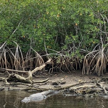 Manatee Sightseeing and Wildlife Adventures - Boating through the mangroves and an alligator! - Boat Tours Near Me - Naples, Florida Manatee Sightseeing and Wildlife Adventures - Boating through the mangroves and an alligator! - Boat Tours Near Me - Naples, Florida