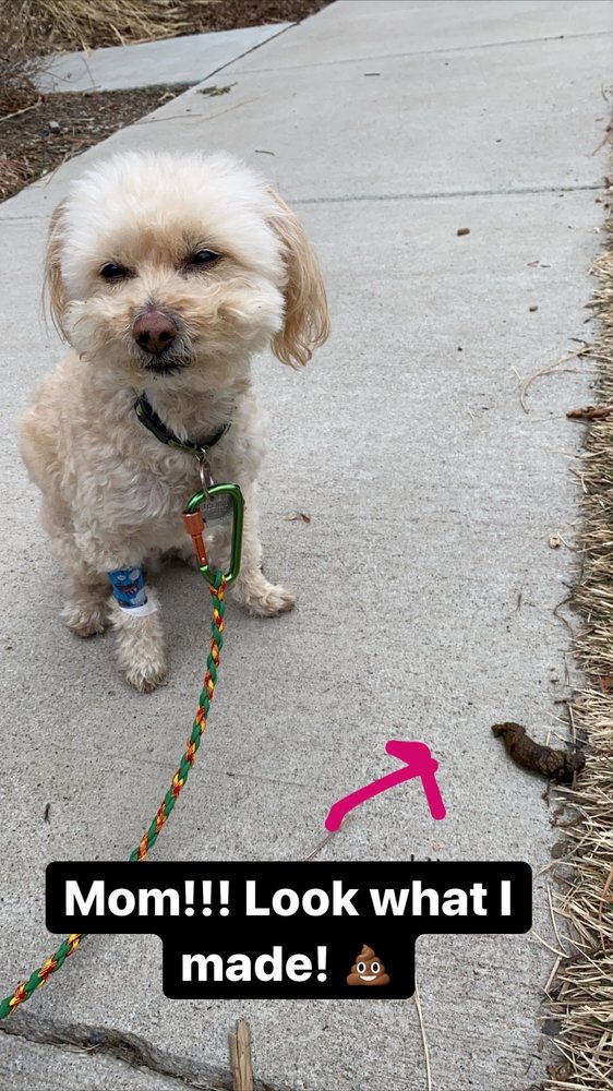 NORTHFIELD VETERINARY HOSPITAL 13 Photos & 39 Reviews 8733