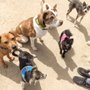 Photo of Fetch Walks