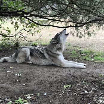Howling Woods Farm - Animal Shelters Near Me - Jackson, New Jersey