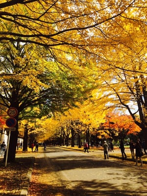 Hokkaido University by null