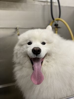Dog Grooming, Bath, and Haircut - We groom and bathe small and large dogs! Dog Grooming, Bath, and Haircut - We groom and bathe small and large dogs!
