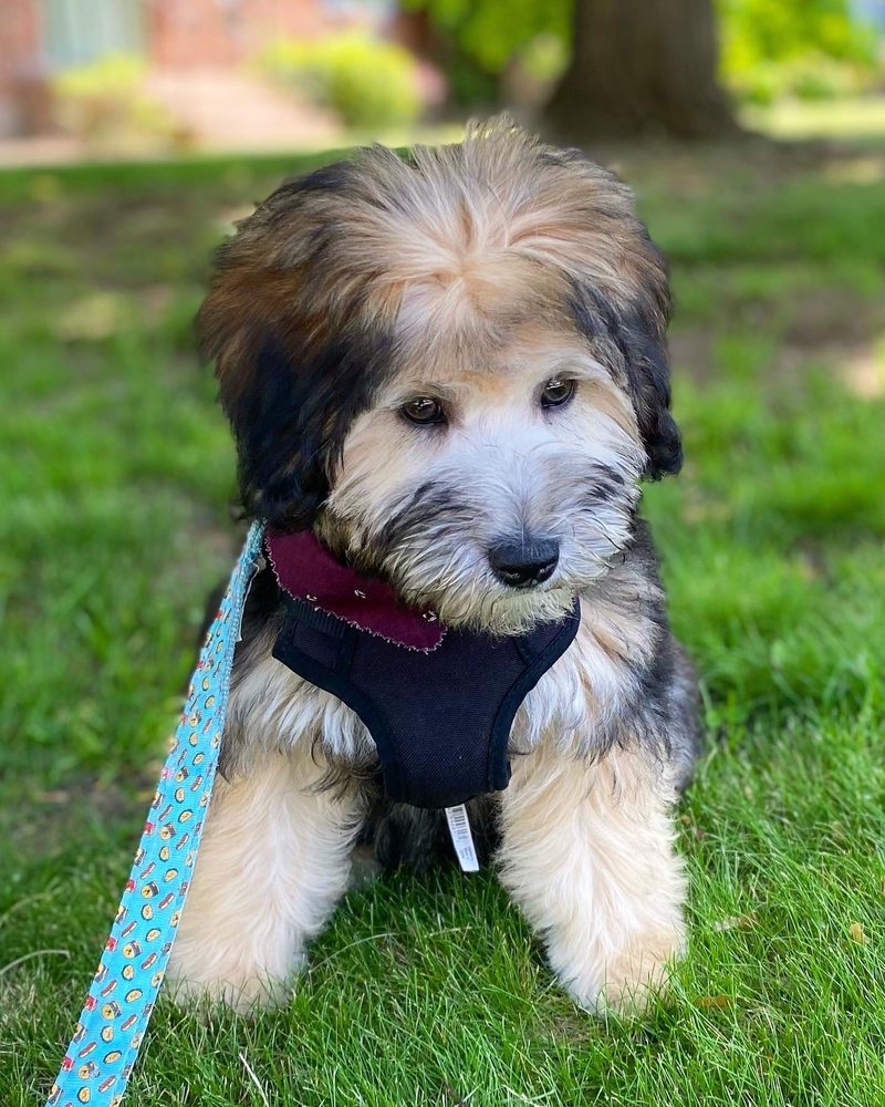 PUPPERDOOS AND KITTIES TOO Updated September 2024 19 Photos & 11