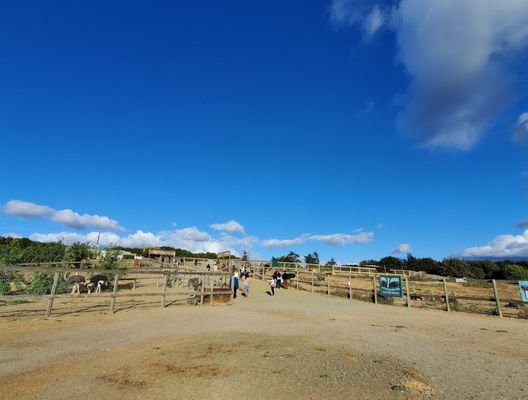 Ostrichland USA by null