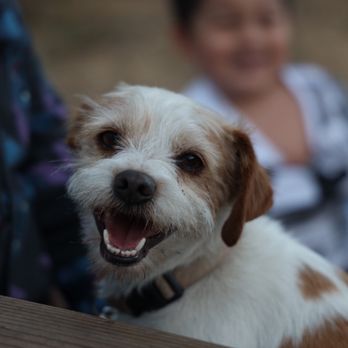 Leo Carrillo Campground - Even the doggie smiles at Leo carillo! - Beaches Near Me - Malibu, California