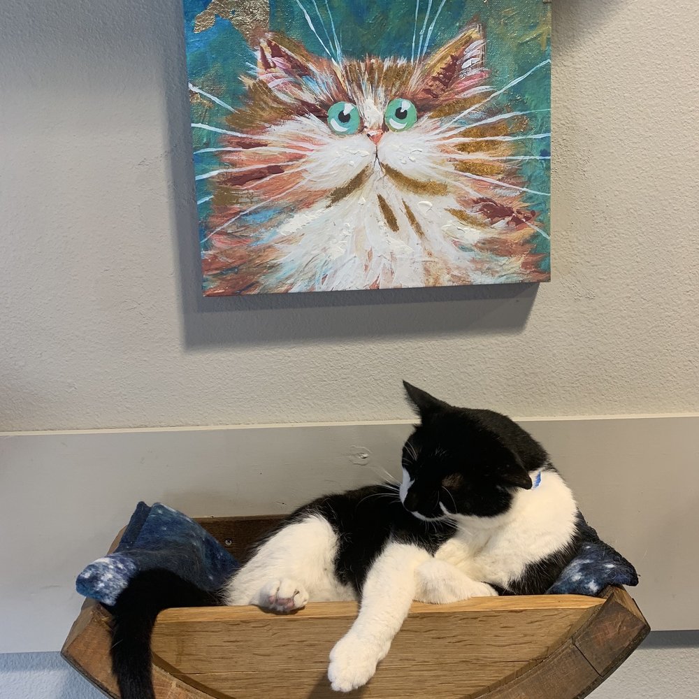 Orlando Cat Cafe - Animal Shelters Near Me - Clermont, Florida