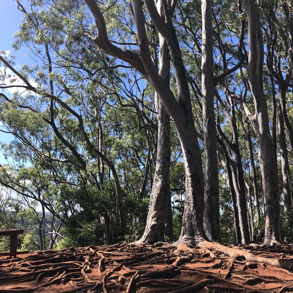 Aiea Loop Trail - Hiking Near Me - Aiea, Hawaii