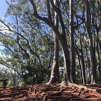 Aiea Loop Trail - Hiking Near Me - Aiea, Hawaii