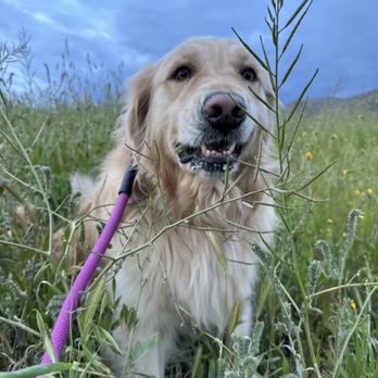 Venturing Pack Dog Services - Pet Training Near Me Venturing Pack Dog Services - Pet Training Near Me