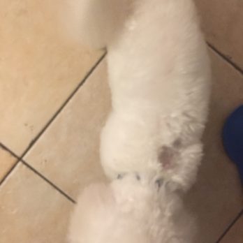Bone Jour Pet Boutique - Pet Sitting Near Me - Bethesda, Maryland