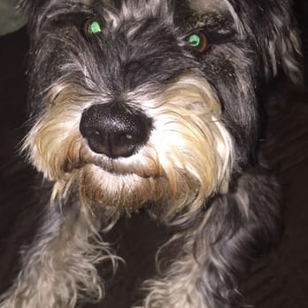 Liz's Pet Grooming - Pet Groomers Near Me - Compton, California