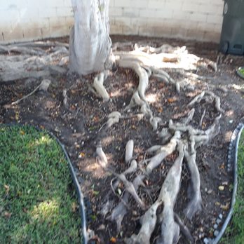 Environmental Green Tree Care - Our tree had a million roots, they removed stump too. - Tree Services Near Me Environmental Green Tree Care - Our tree had a million roots, they removed stump too. - Tree Services Near Me