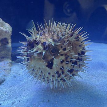 Twins Aquarium - Fluffer the Puffer - Pet Stores Near Me - Stockton, California Twins Aquarium - Fluffer the Puffer - Pet Stores Near Me - Stockton, California