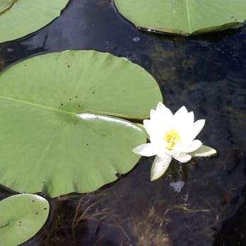 Lake Ann Park - Lake Ann lily pad flora. the water is so clean and clear you can look down 15 feet and see fish and aquatic plantlife. - Parks Near Me - Chanhassen, Minnesota Lake Ann Park - Lake Ann lily pad flora. the water is so clean and clear you can look down 15 feet and see fish and aquatic plantlife. - Parks Near Me - Chanhassen, Minnesota