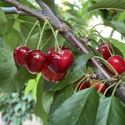 3D Cherries - Amazing cherries at 3D Cherries in Brentwood