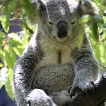 Taronga Zoo - Zoos Near Me - Mosman, NSW