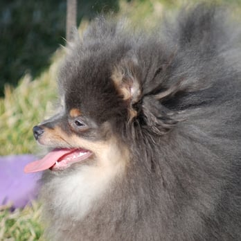 big basin dog boarding