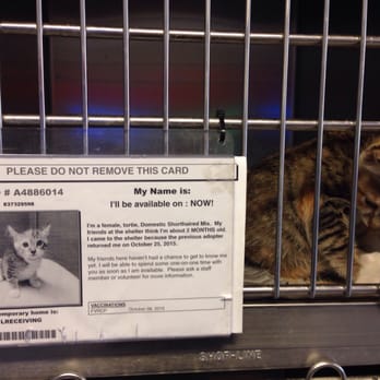 Lancaster Animal Care Center - Kitty that was returned after being adopted - Animal Shelters Near Me - Lancaster, California Lancaster Animal Care Center - Kitty that was returned after being adopted - Animal Shelters Near Me - Lancaster, California