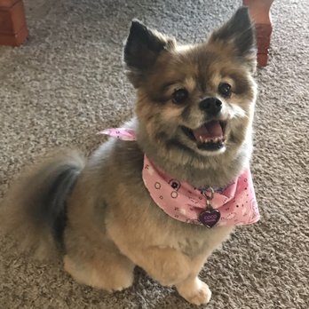Dirty Paws Grooming Spa - A very cute and happy pom - Pet Groomers Near Me - Temecula, California